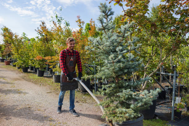 How Our Tree Care Process Works  in  Hazel Green, AL